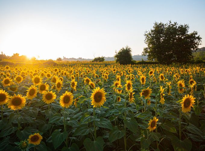 Italian Tour Operator