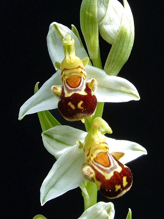 spontaneous orchid of the Prenestine mountains orchidea-spontanea-monti-prenestini
