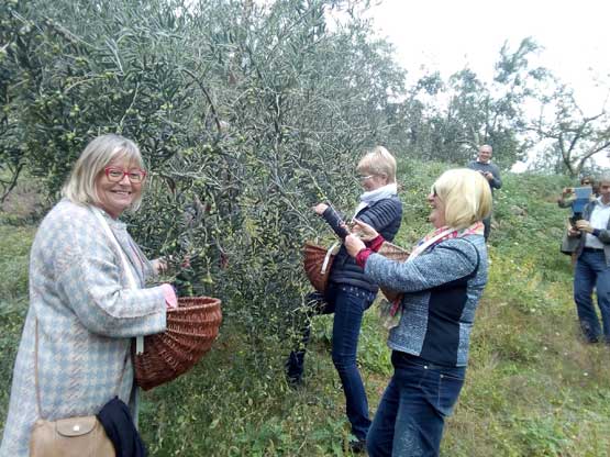harvesting of the olives