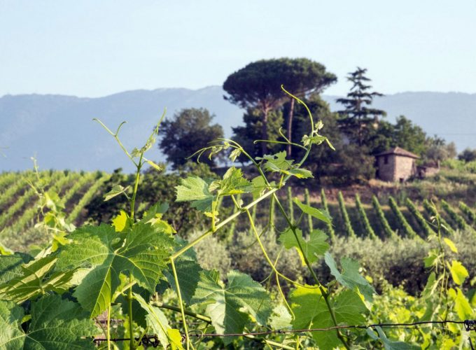 Italian Tour Operator
