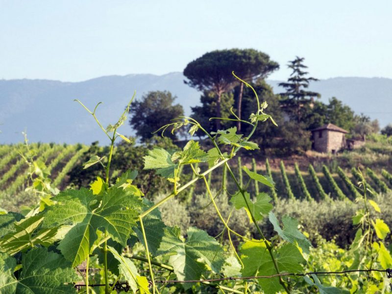 Italian Tour Operator