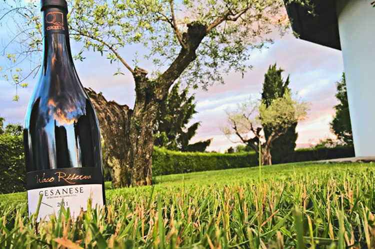tour vineyards in the roman countryside