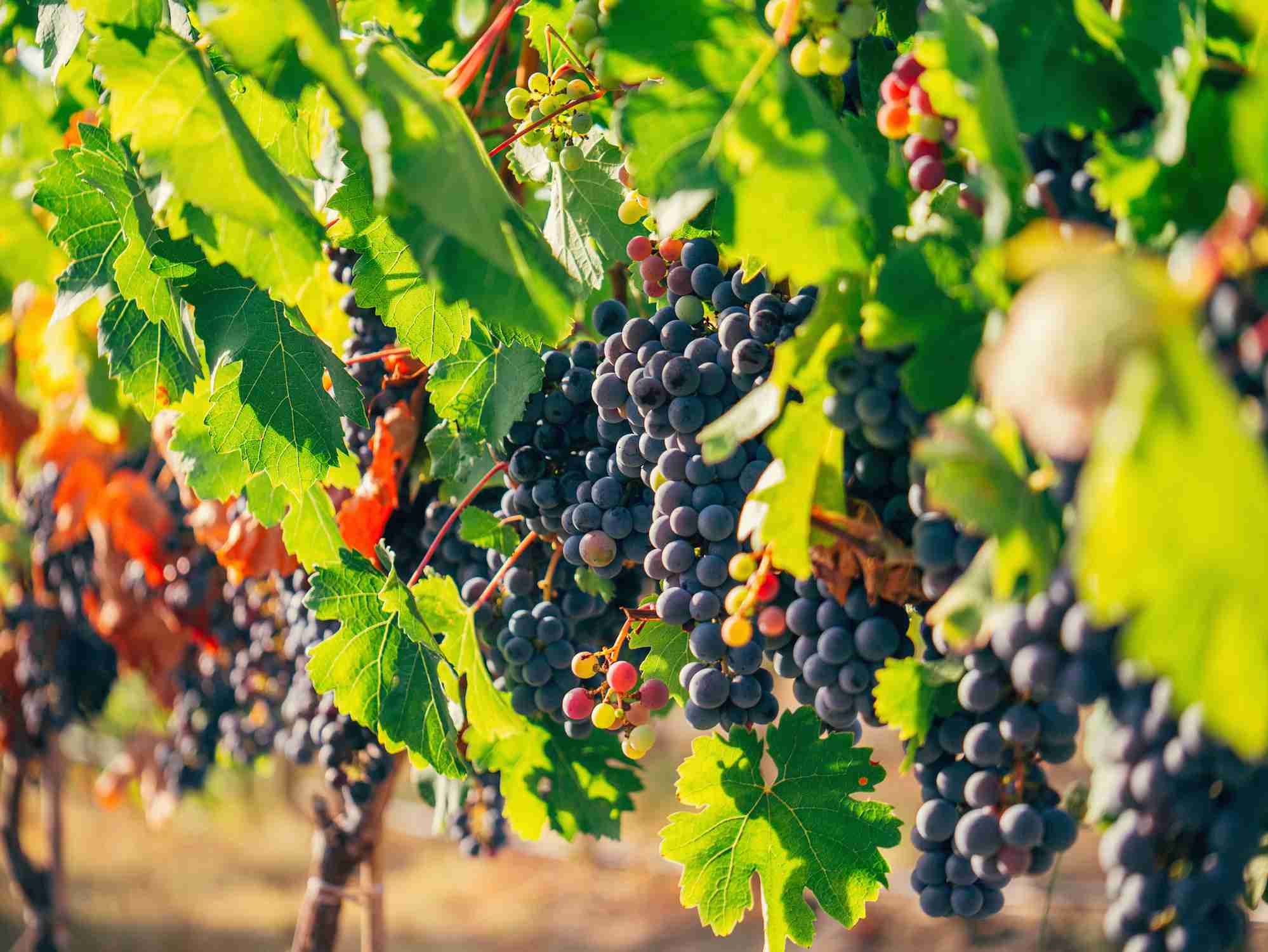 DEGUSTAZIONE VINO CESANESE DOC