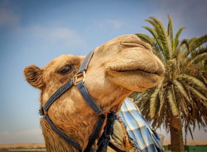 Italian Tour Operator